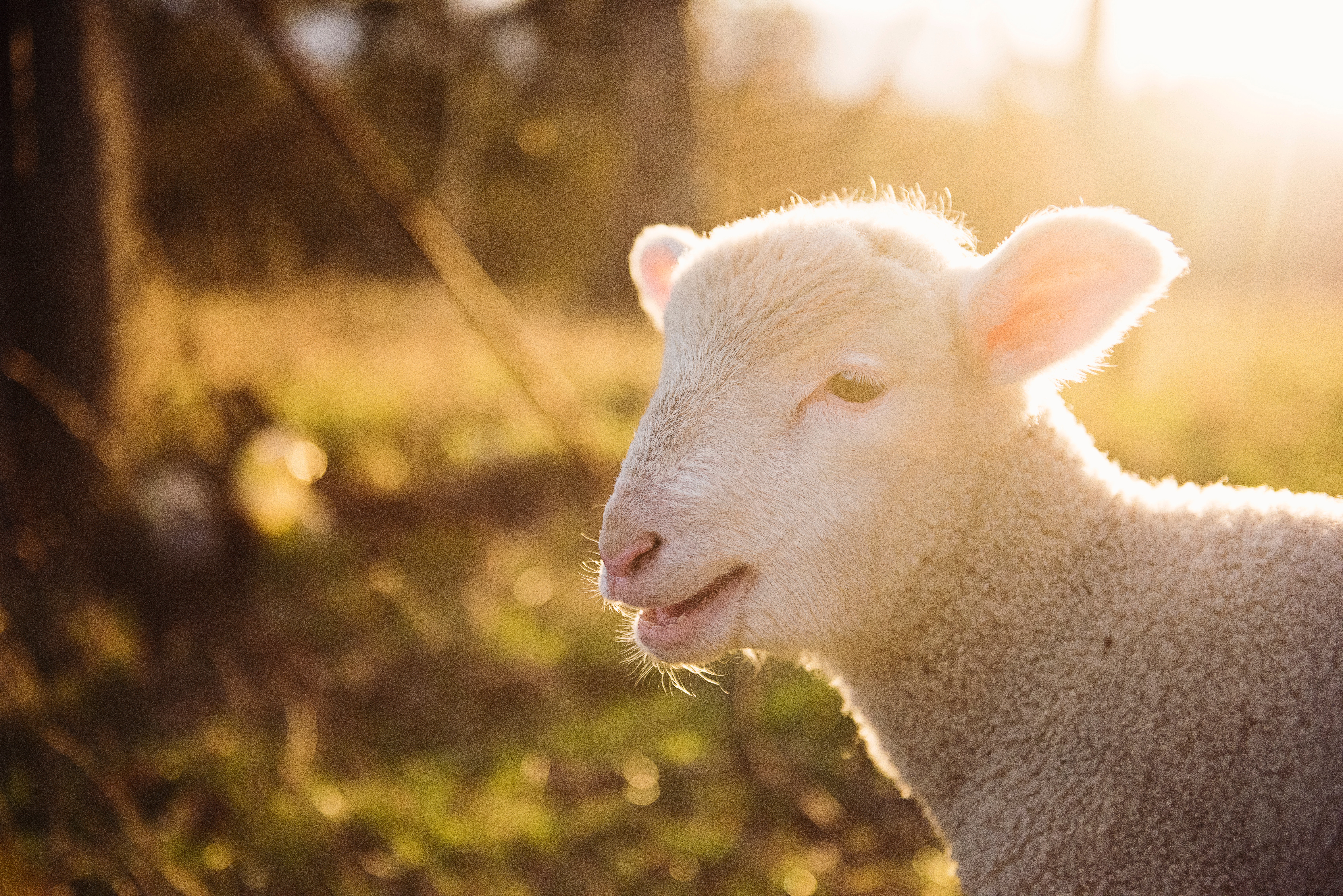 a side headshot of a white lamb outside